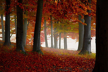 trees, autumn, nature, forest HD wallpaper