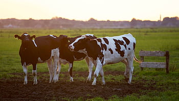 Three Holstein cows stand in a lush grassy field during sunset, creating a serene rural scene. HD wallpaper