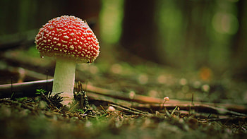 Amanita, Nature, Fungus HD wallpaper