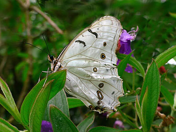 Butterfly, white, leaves, flower HD wallpaper