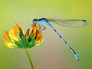 Flower, Macro, Insect, Flight, Wings HD wallpaper