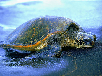 Animals, Water, Shore, Bank, Carapace, Shell, Turtle HD wallpaper