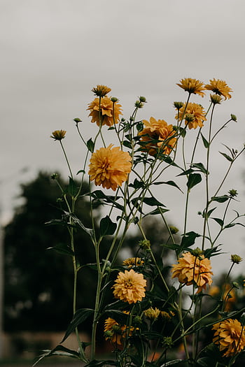 A stunning view of yellow flowers blossoming outdoors against a moody sky, perfect for nature lovers. HD phone wallpaper