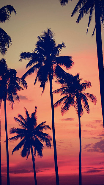 Colorful palm trees, Nature's palette, Vibrant backdrops, Tropical paradise HD phone wallpaper