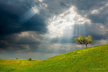 Sky look, graphy, beautiful, tree, light, field, green, bulgaria, clouds, sky HD wallpaper