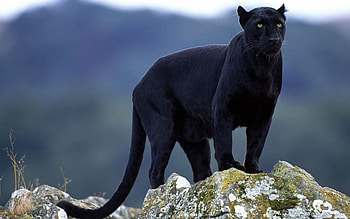 Animals, Stones, Big Cat, Color, Moss, Panther HD wallpaper