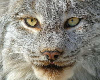 Animals, Iris, Muzzle, Predator, Nose HD wallpaper