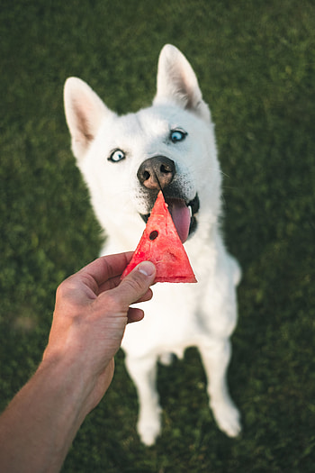 Animals, Hand, Dog, Watermelon, Husky HD phone wallpaper