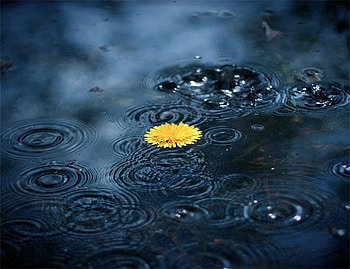rain drops, blue, drops, rain, water HD wallpaper