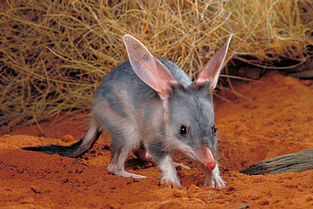 Macrotis (Bilby) (Animals), Australian marsupial, Nocturnal explorer, Desert habitat HD wallpaper