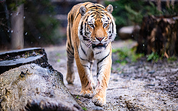 Tiger, animal, nature, cat HD wallpaper