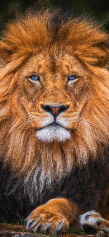 Lion for , Elegant design, Premium quality HD phone wallpaper