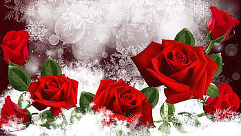 Valentine's Roses, Roses, Winter, Snowflakes, Snow HD wallpaper