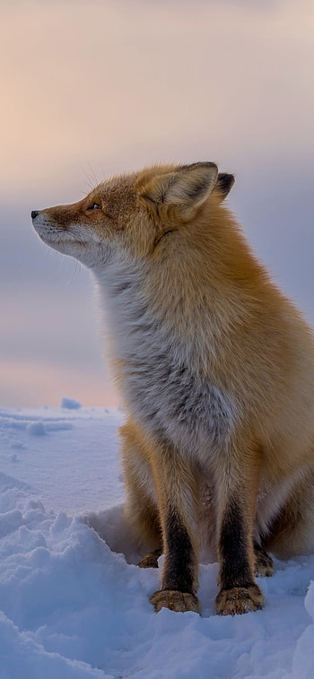 snow, winter, Animal, fox, winter animals HD phone wallpaper