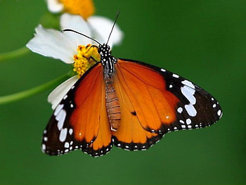 Beautiful Butterfly, cool, beautiful, butterfly HD wallpaper
