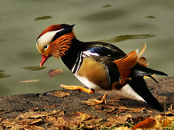 Little duck, duck, colors, leaf, beautiful, water, little HD wallpaper
