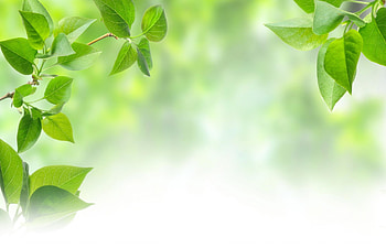 ayurvedic banner design HD wallpaper