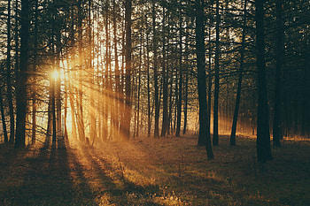 Nature, Trees, Sun, Forest, Sunlight HD wallpaper
