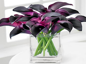 Chocolate Callas. jpg, purple, callas, exoctic, flower HD wallpaper