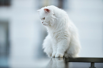 White Persain, persain, cat, white, feline HD wallpaper