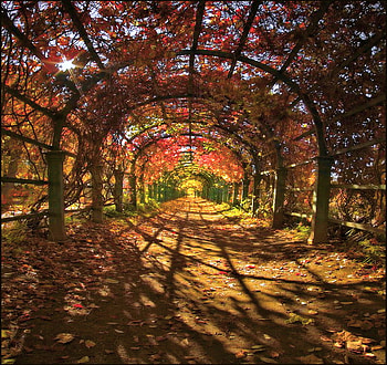Autumn arches, arches, sunlight, yellow, red, colors, vines, autumn, orange HD wallpaper