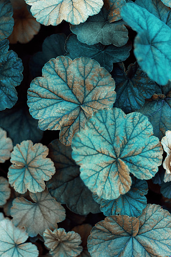 Nature, Grass, Leaves, Plant, Veins HD phone wallpaper