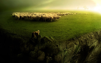 Curious sheep, Woolly friends, Close-up shots, Fuzzy texture HD wallpaper