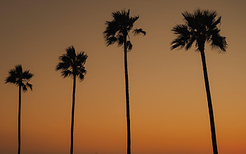 Nature, Trees, Twilight, Palms, Silhouettes, Dusk HD wallpaper