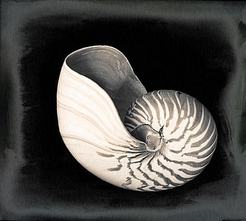 SINGLE PIECE, shell, natural, graphy, art, bw HD wallpaper