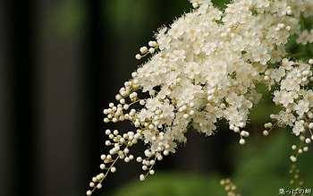 Plants, Flowers HD wallpaper