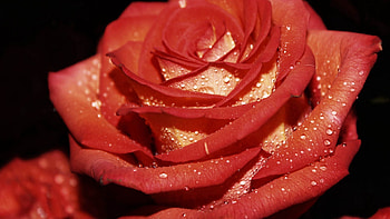 Drops, Macro, Rose Flower, Rose, Petals, Dew HD wallpaper