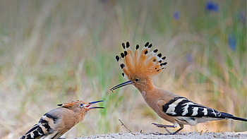 Majestic Hoopoes in Stunning Animal, Animal, hoopoe HD wallpaper