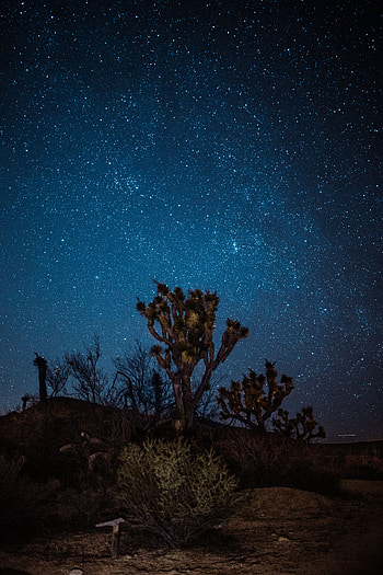 Nature, Night, Desert, Starry Sky, Yucca, Jukka HD phone wallpaper