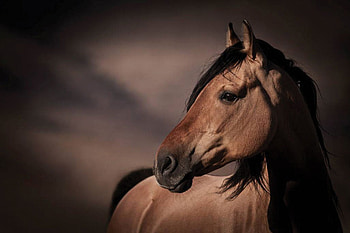 beauty, horse, brown, animals, beautiful, nature HD wallpaper