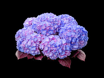 Hydrangea beauty, pink and blue, black background, hydrangea, flowers, copper leaves HD wallpaper