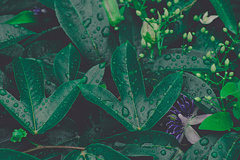 Drops, Plant, Macro, Sheet, Leaf, Moisture, Vegetation HD wallpaper