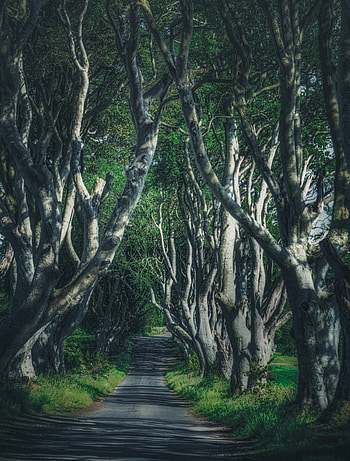 Nature, Trees, Road, Branches HD phone wallpaper