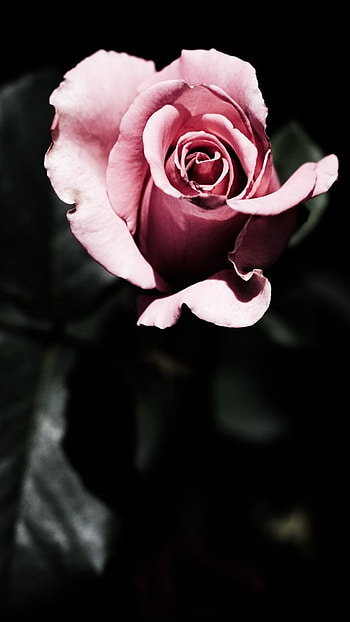 Black Rose, Pink Rose, Black Background HD phone wallpaper