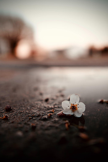 Flower, Macro, Puddle HD phone wallpaper