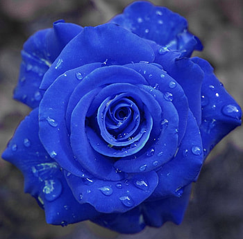 Blue rose, blue, rose, delicate, wet, beauty HD wallpaper