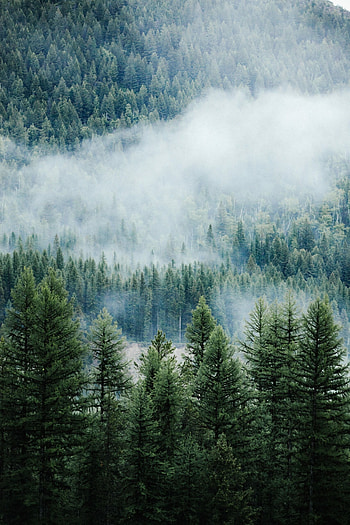 Pine tree , Top , Nature's charm, Serenity in nature HD phone wallpaper