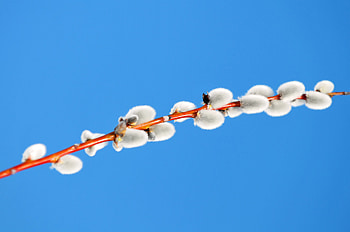 Sky, Minimalism, Branch, Pussy Willow, Verba HD wallpaper