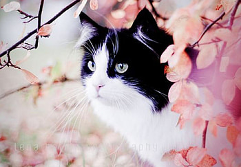 Spring Kitten, animal, kitten, cherry, cat, flowers, spring HD wallpaper