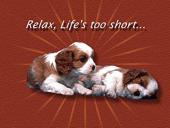 RELAX KENT LIFE IS TO SHORT LOL, relaxing, puppies, cute, adorable HD wallpaper