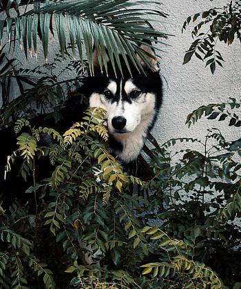Animals, Bush, Dog, Pet, Husky HD phone wallpaper