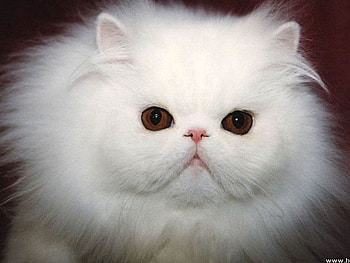 Kitten, cats, kittens HD wallpaper