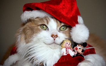 Animals, Cats HD wallpaper