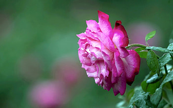 ROSE, single, petals, flower HD wallpaper