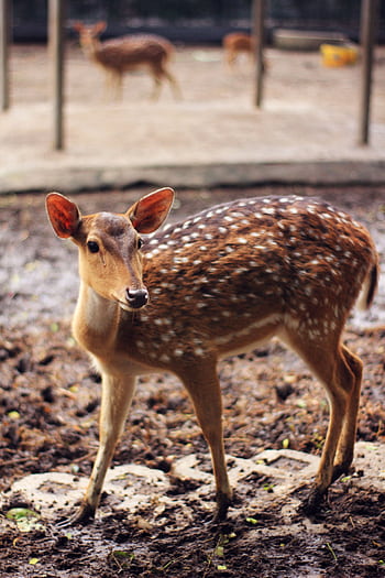 Close-up of a spotted deer standing outdoors in a wildlife park, showcasing its distinctive fur pattern. HD phone wallpaper