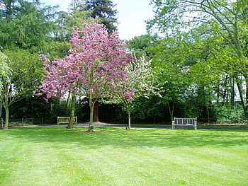 blossom trees in a peaceful place., bench, peace, flowers, grass, memories HD wallpaper